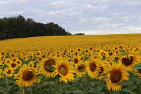 Sunflower Blooming Flowers meadow