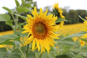 closeup view of Blooming Sunflowers on field
