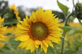 yellow Sunflower Blooming