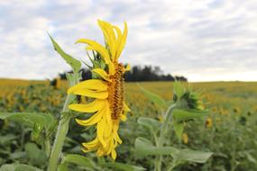 wondrous Sunflower Blooming