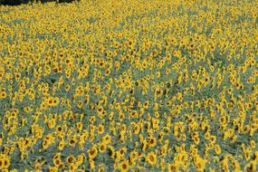 photo of a yellow field of sunflowers from a bird's eye view