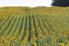 green field with even rows of sunflowers