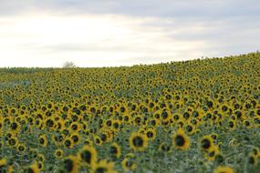 blooming sunflower field in summer