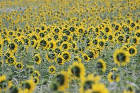 romantic Sunflower Flowers