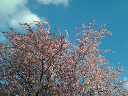 spring blossoming tree branches on blue sky background