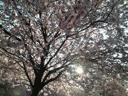 Tree Branches at Springtime