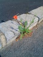 Beautiful, red and orange poppy plant, with the flower, on the path