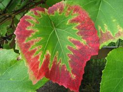 Grape Leaves Colors Autumn