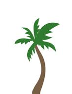 tropical palm coconut tree
