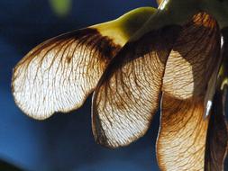 Maple Seeds Autumn Close