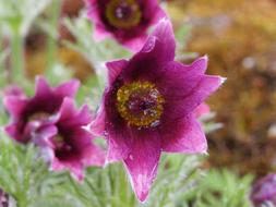 macro photo of spring purple pasqueflower