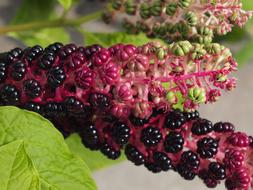 dark purple inflorescences with berries close-up on a blurred background