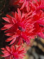 Cactus Blossom red