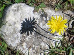 Flower Blossom Bloom shadow