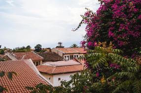 Roof Flowering Tree