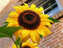 sunflower flower on brick wall background