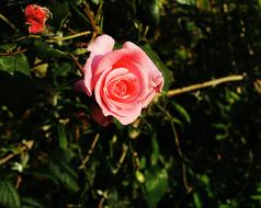 wondrous pink Rose garden Blossom