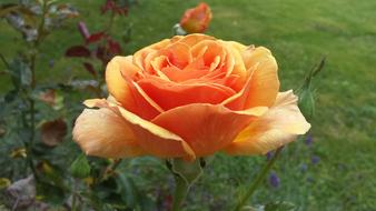 Rose, big Orange Flower, side view