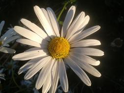 chamomile in a dark garden