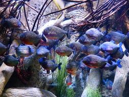 Piranhas Fish Aquarium Saw