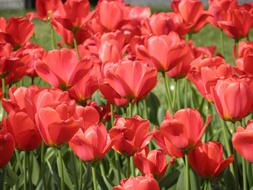 Close-up of the beautiful, red poppy flowers, on the green stems, with the green leaves