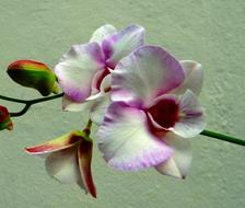 romantic Orchid Flower Pink Rock