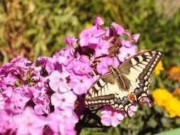 Butterfly and Flower pink