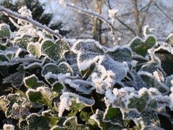 Winter Ivy