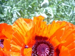 orange poppies in the garden on a blurred background