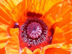 red Poppy Blossom macro