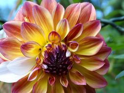 colorful Flower Blossom Bloom