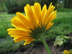 Marigold Autumn Garden