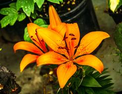 Lily orange Blossom