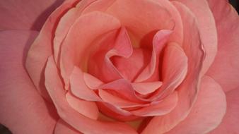 pink lush Rose petals, macro
