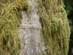 Green Moss Tree