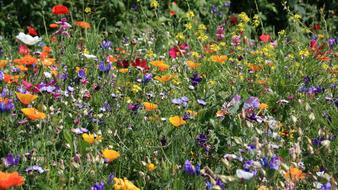 Flower Meadow Flowers