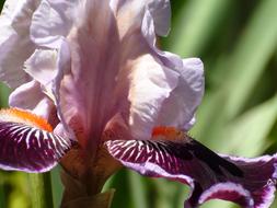 Iris pink flowers