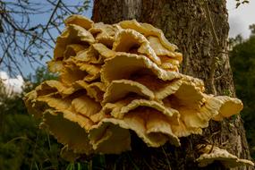 Laetiporus Sulphureus Fungus