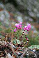 Zyklame Flower Violet pink