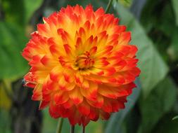 Dahlia Flower Orange green