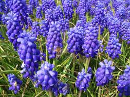 Muscari Hyacinth Flowers