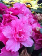 lush pink flowers close-up