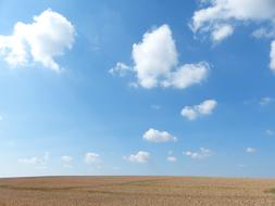 Cornfield Summer nature