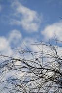 Sky Branches