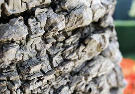 Bark Detail