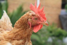 Chicken Brown