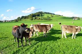 Cattle AllgÃ¤u Green