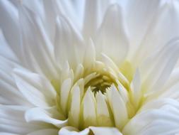 Dahlia Blossom close-up