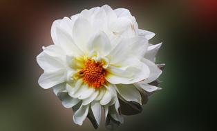 wondrous Dahlia Flower White