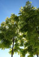 Tree Green Blue Sky